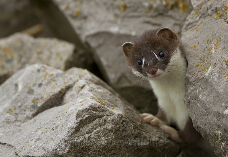 Stoat Kit. Conwy, ref st 13 - STOATS (KITS)