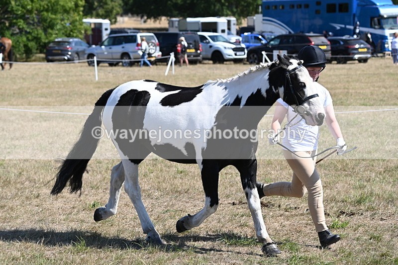 WJ6_8587 - Class 37b Best Loan Pony In-hand