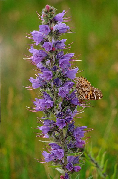 Viper's Bugloss - Plants