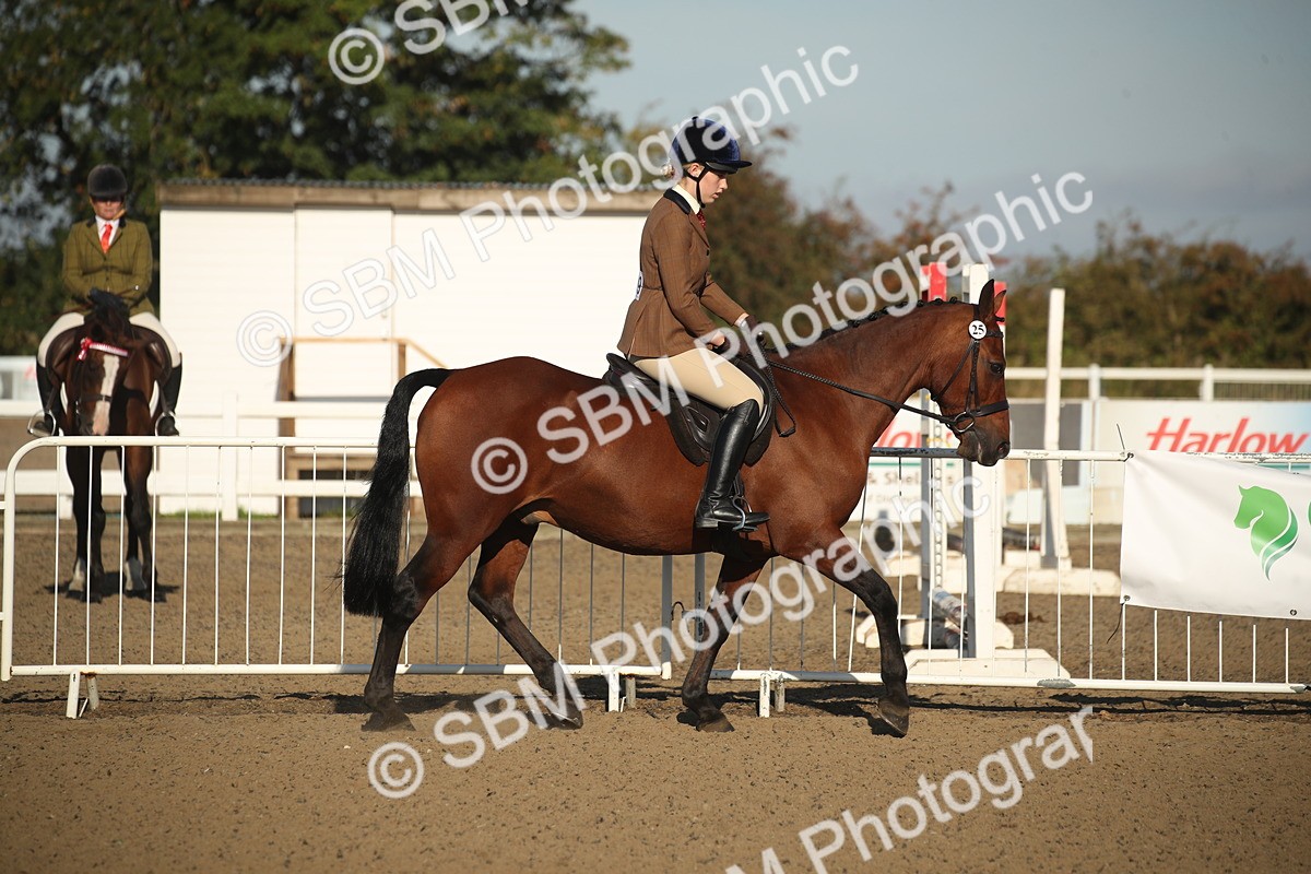 SBM_11571 - Class 502 - Riding Club Horse