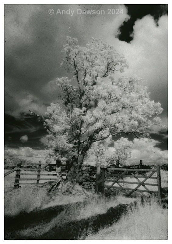 Tree Gate - Black & White Pictures