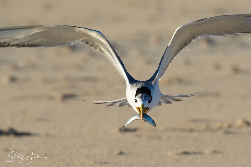 Flying 4