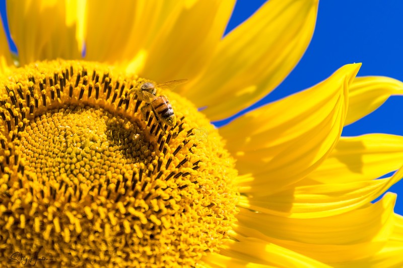 Sunflower and Bee 18