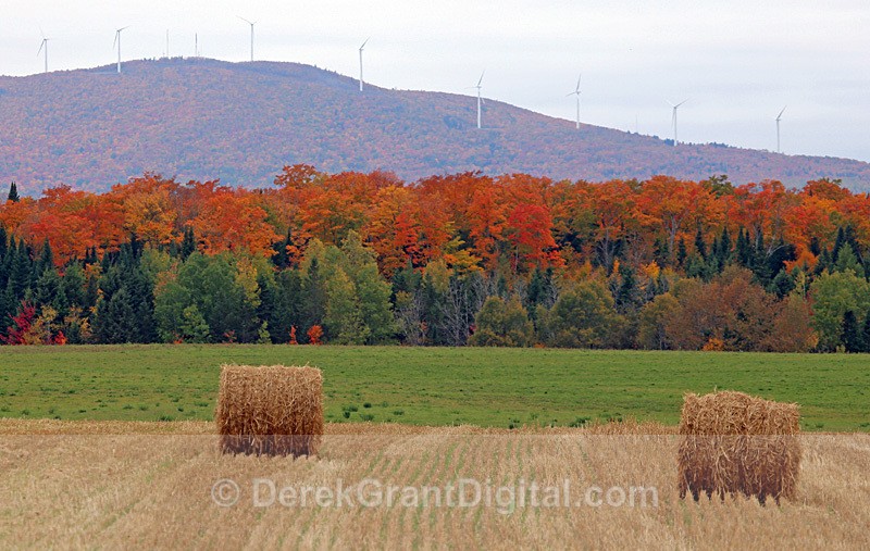 New Brunswick Canada Autumn Foliage Fall Colors Colours - Autumn Foliage