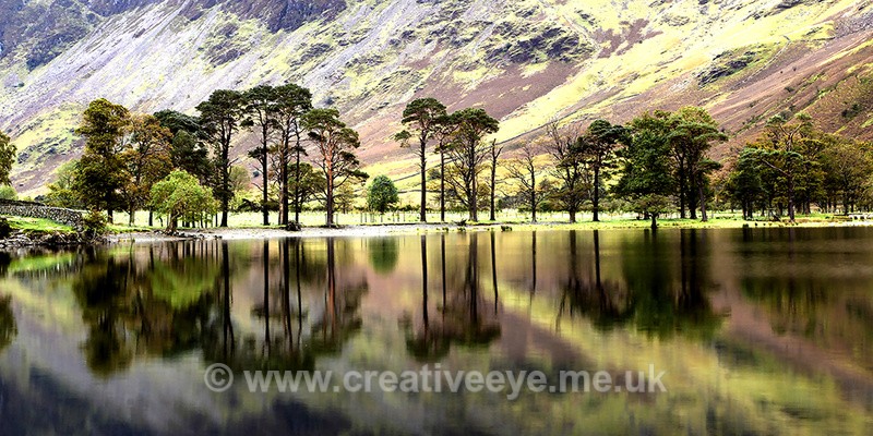 No.0031. Buttermere Pines - Landscape