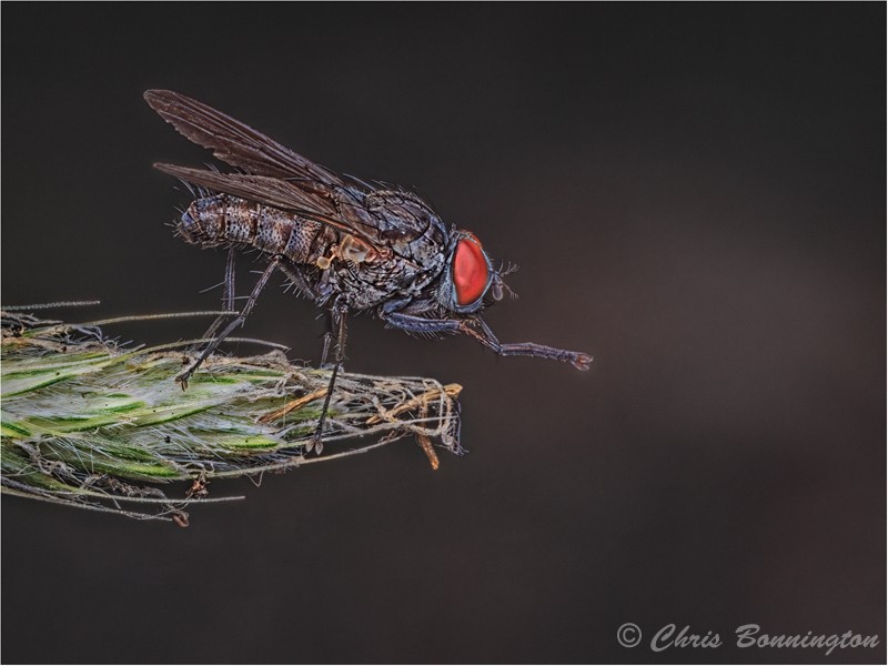 Diving Pose - Wee Beasties
