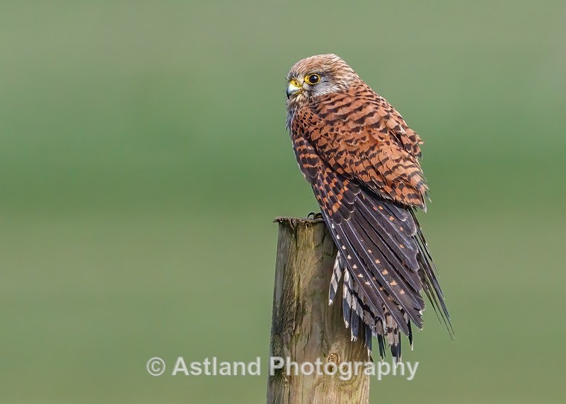 Astland Photography, Bird and Wildlife Images.