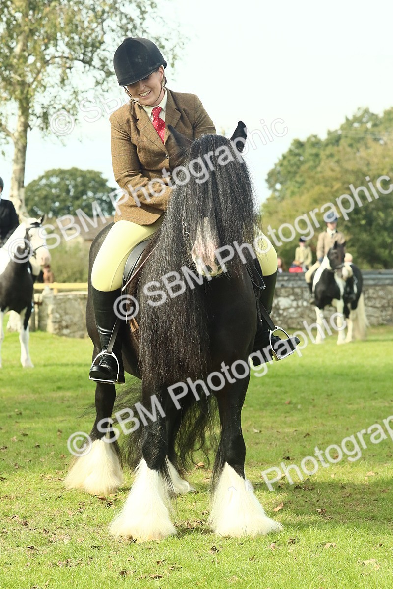 SBM_66734 - S34 - Rehabilitated Rescue Horse & Pony In Hand & Ridden