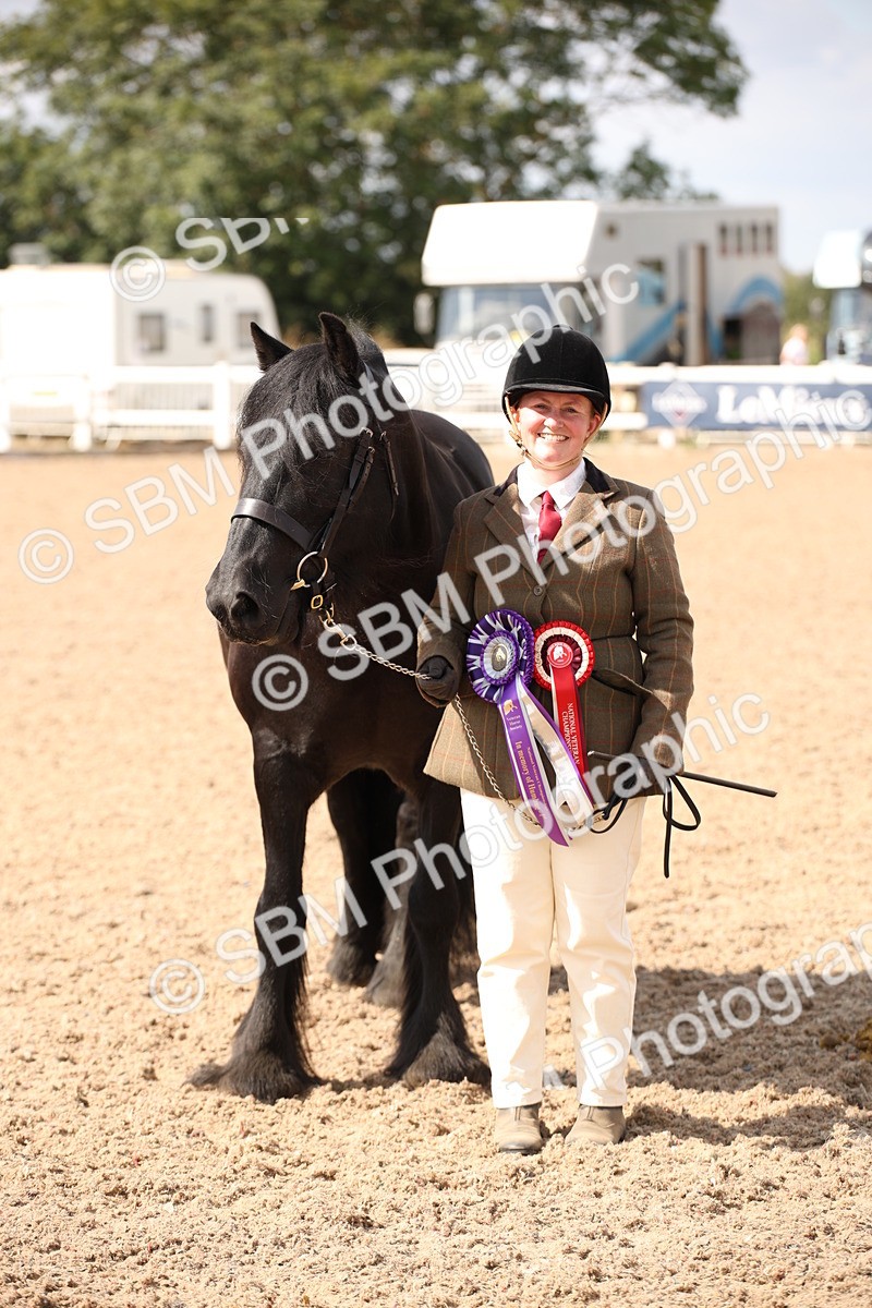SBM_03441 - Class 18 Handsomest Gelding (IH or Ridden)