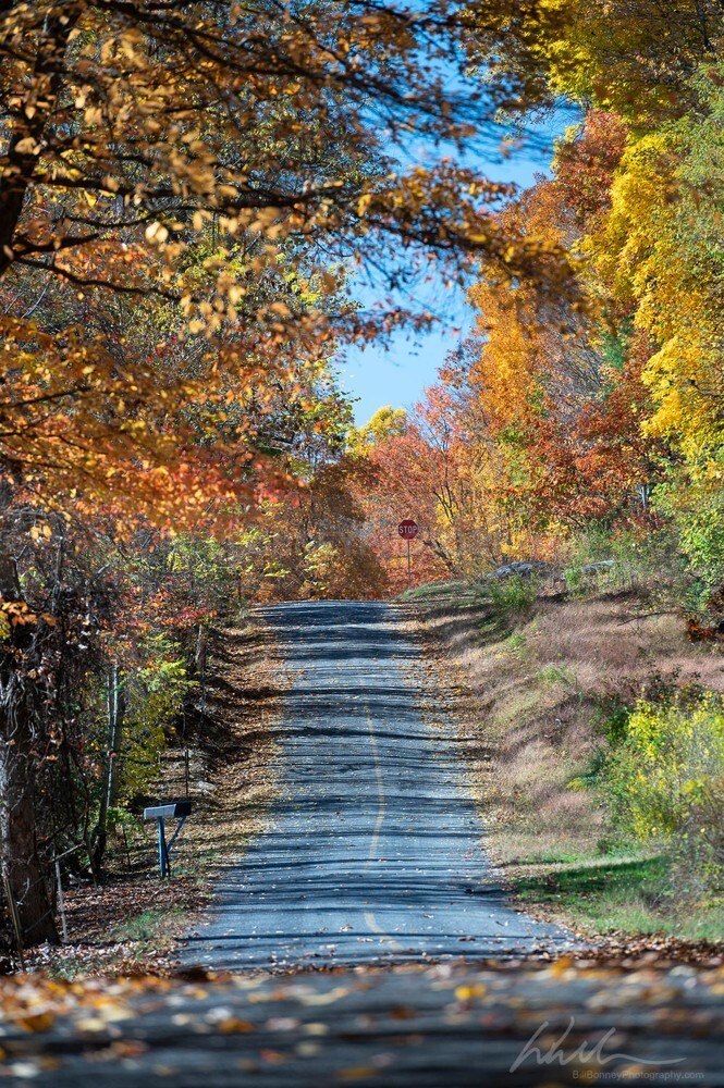 DSC_7900-Edit - Autumn