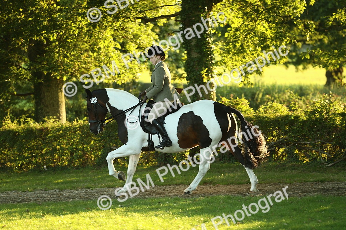 SBM_56502 - S14 - Riding Club Horse