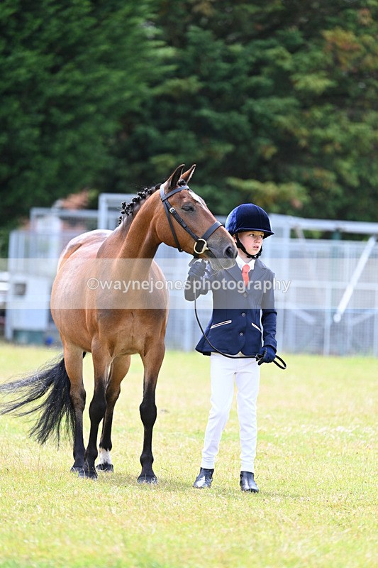 WJ7_6618 - Class 5 Handsome Gelding in hand