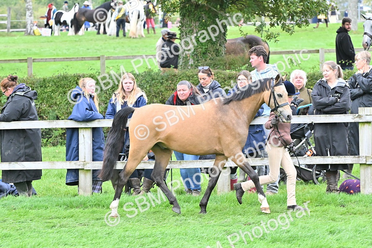 SBM_60960 - S48 - Mountain & Moorland In Hand Small Breeds