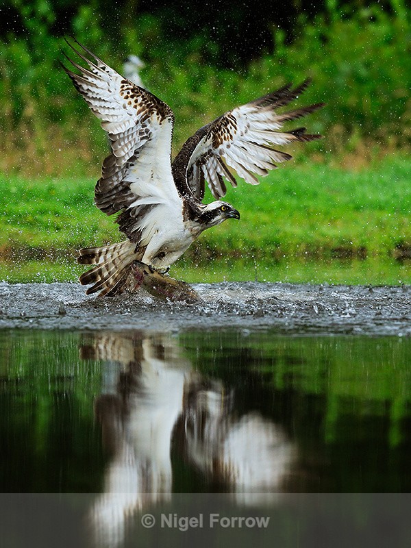 Scottish Osprey reflection with fish, Rothiemurchus - Osprey