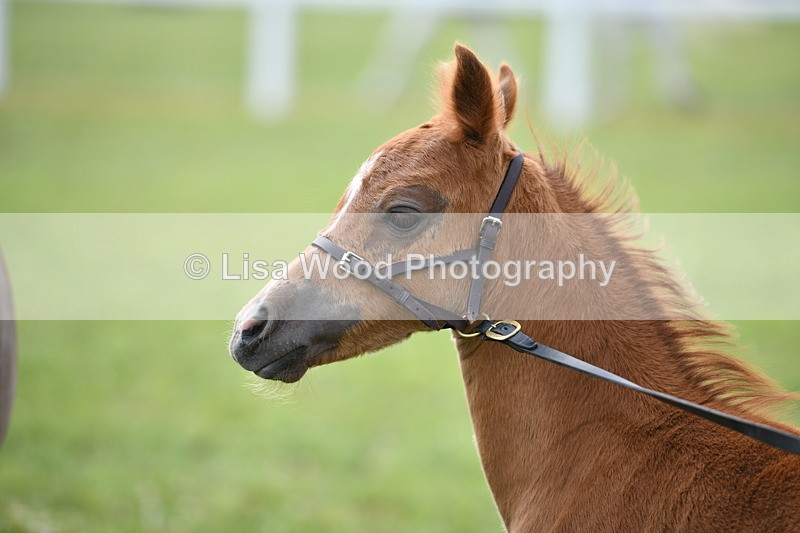 DSC_8547 - Class 69: Pure, Anglo & Part Bred In Hand Arab