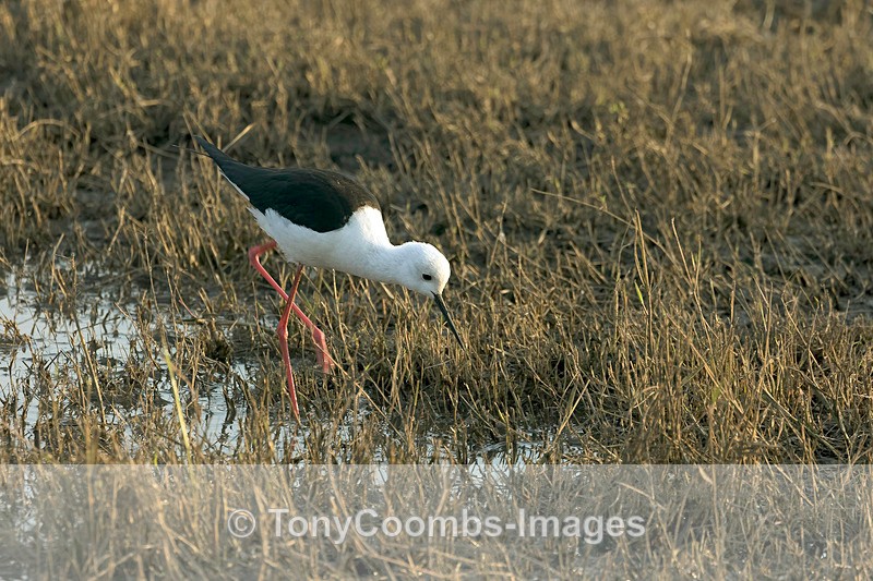 Black-winged Stilt - Botswana ~ Birds