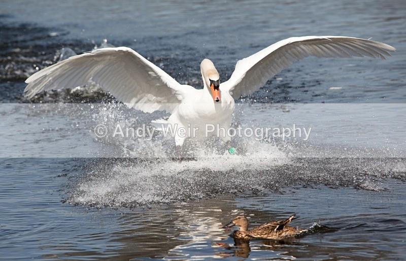 20110410-IMG_1560 - Mute Swan