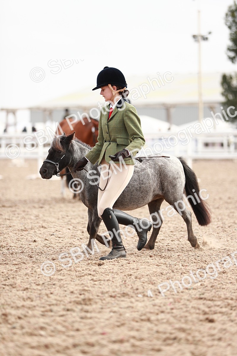 SBM_11884 - Class 206 IH Non Show Type Pony