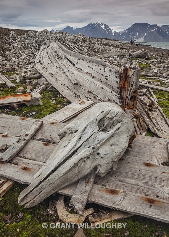 Beluga whale graveyard - Arctic