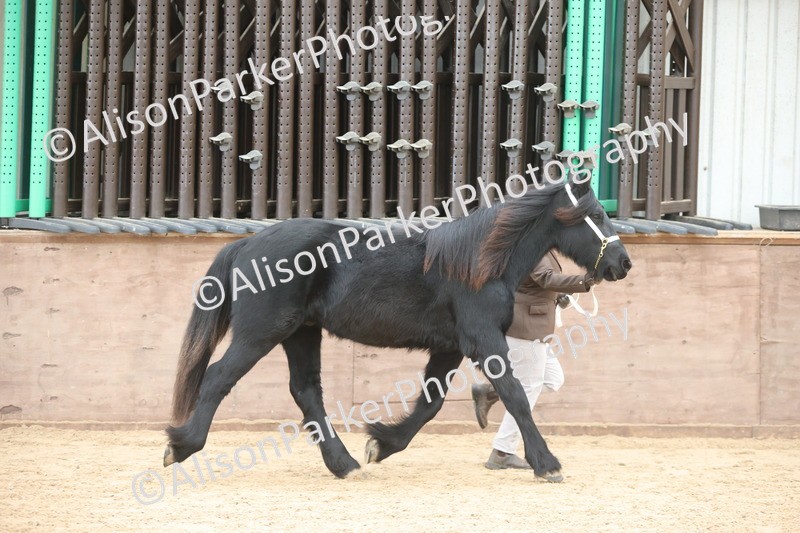 20251109-0842 - Class 25 - Yearling, Colt, Filly or Gelding