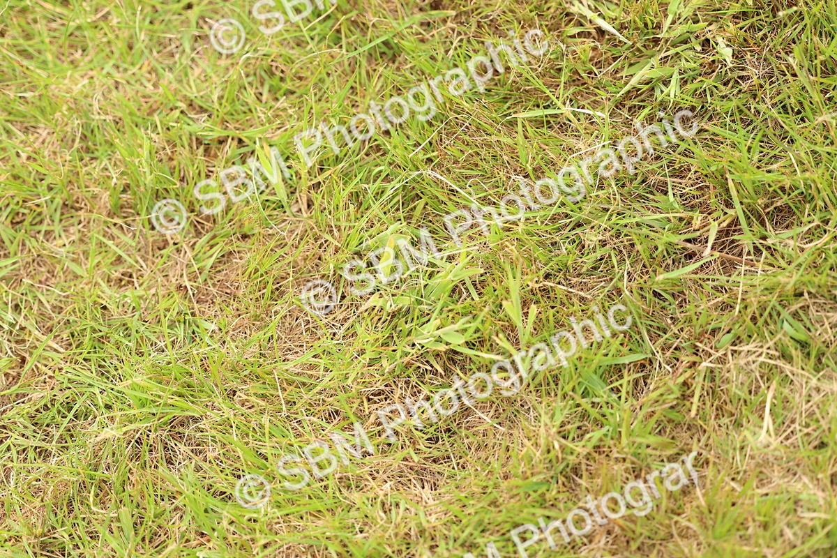 SBM_10423 - Class 44-45 - LIHS BSPS Open Nursery and Cradle Stakes