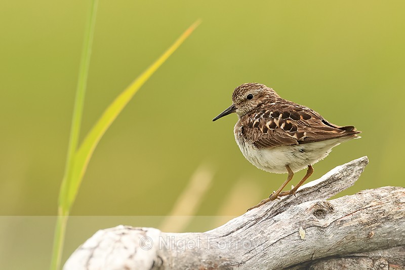 Least Sandpiper (breeding adult), Johnson River, Lake Clark NP, Alaska - Least Sandpiper