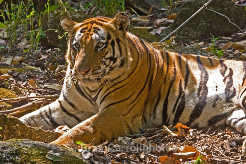 Bengal Tiger - Indian Tiger Safari Tour 08