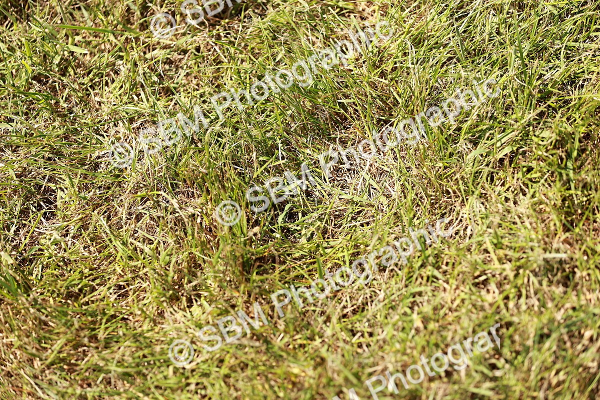 SBM_05597 - Class 41-45 - Riding Pony-Hunter Pony Breeding
