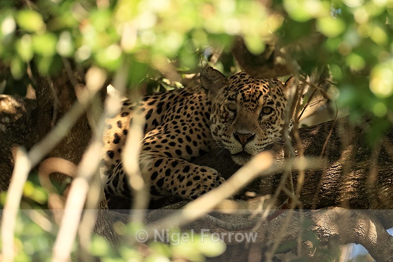 Jaguar (female) high in tree, Corixo Negro, Mato Grosso, Brazil - Jaguar