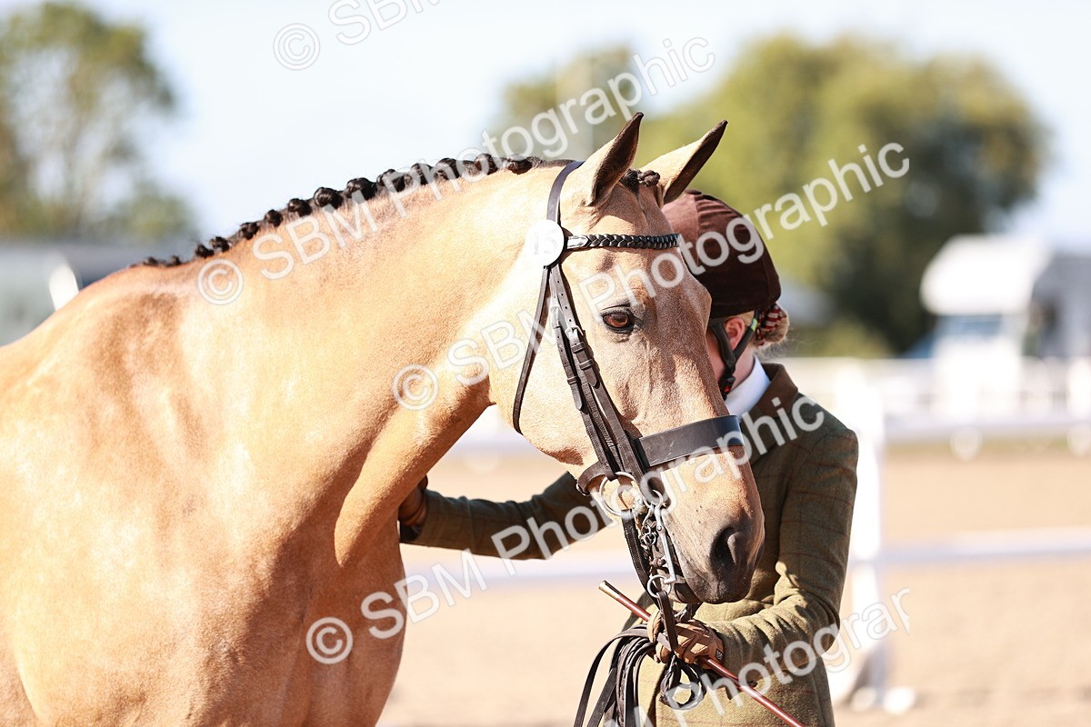 SBM_22073 - Class 703 - IH Coloured