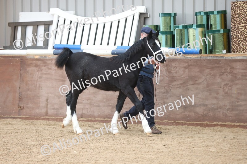 20251109-0757 - Class 24 - Foals