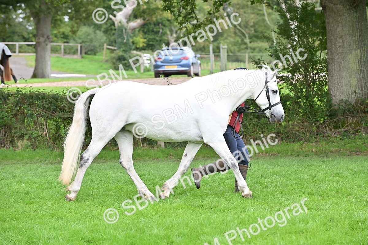 SBM_63282 - S49 - Mountain & Moorland In Hand Large Breeds