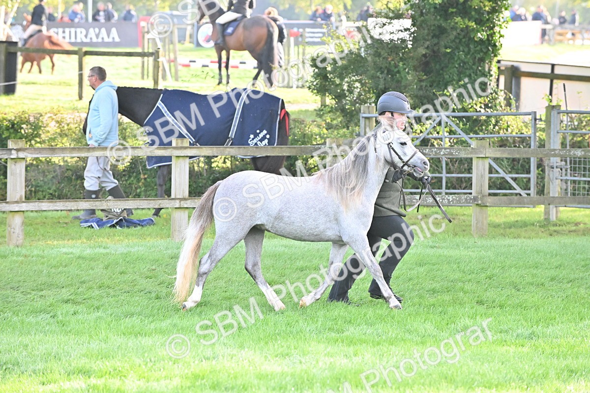 SBM_55323 - S44 - Youngstock In Hand