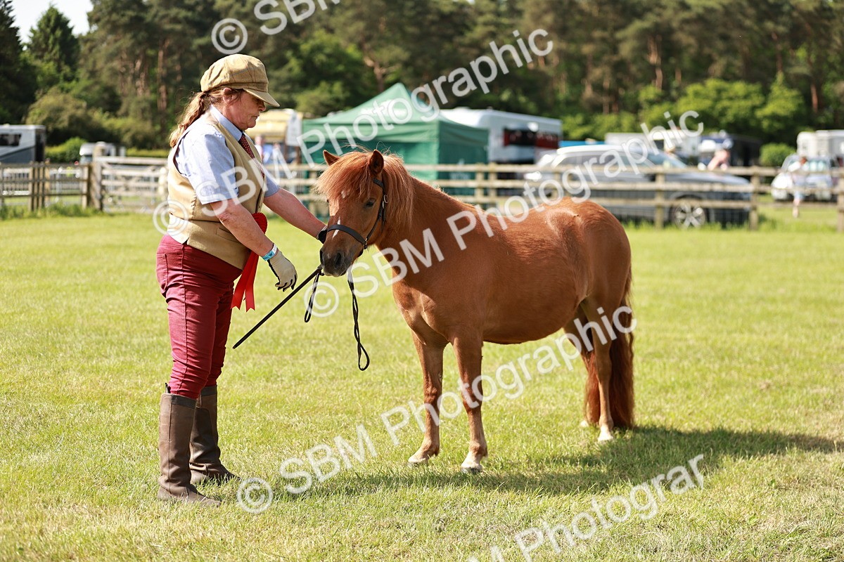 SBM_01786 - Class 14-23 - Mountain & Moorland In Hand Non Welsh
