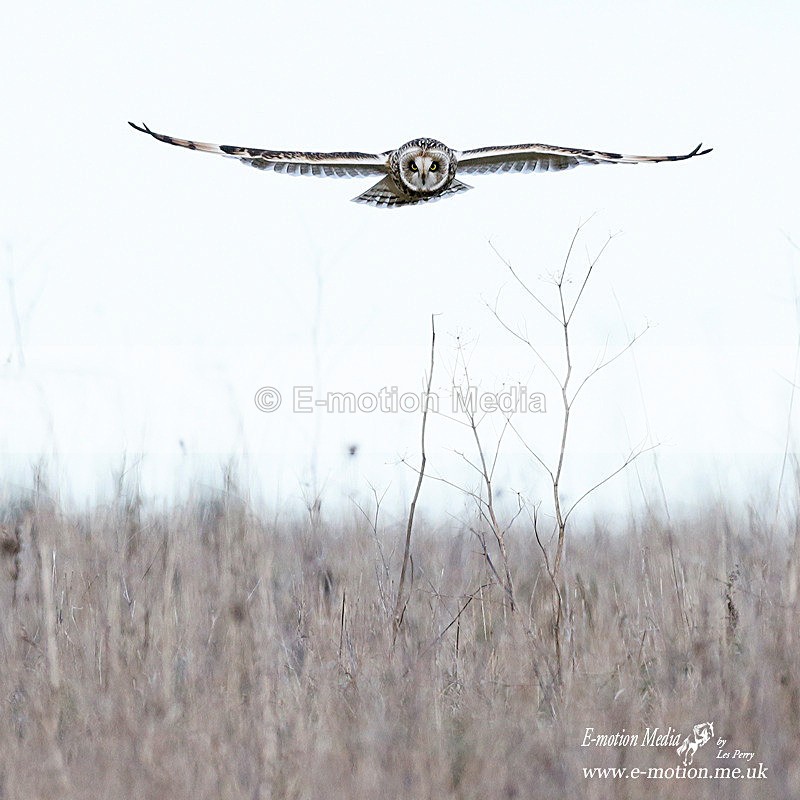 Short Earred Owl 070214 16 - Nature