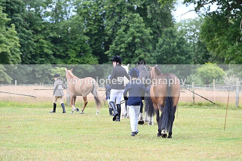 WJ7_6459 - Class 5 Handsome Gelding in hand
