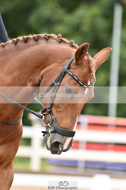 240817A-152407-10089 - 223-Pippa.Knight-KFS.Boston.Burglar