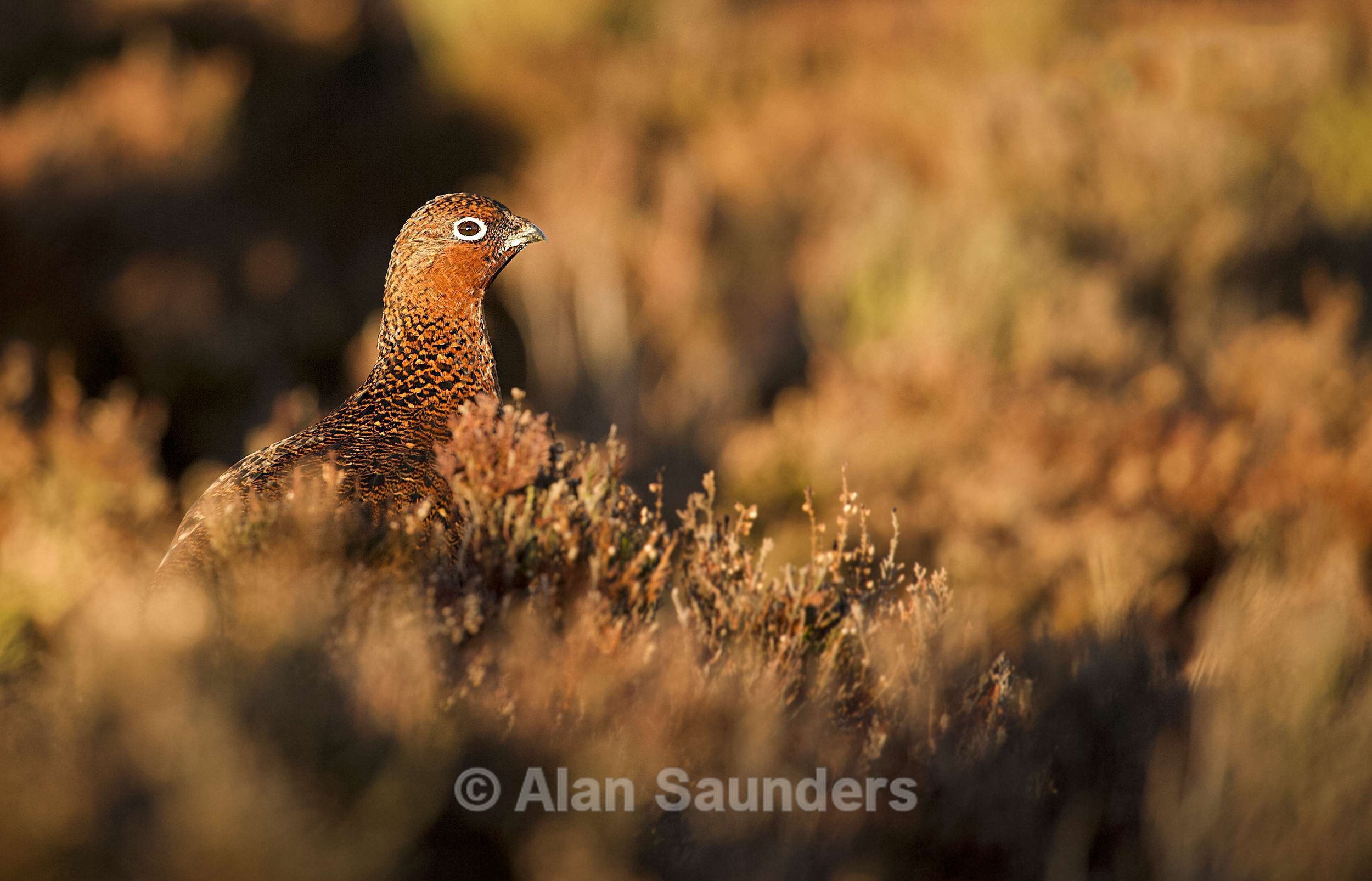 Red Grouse 2