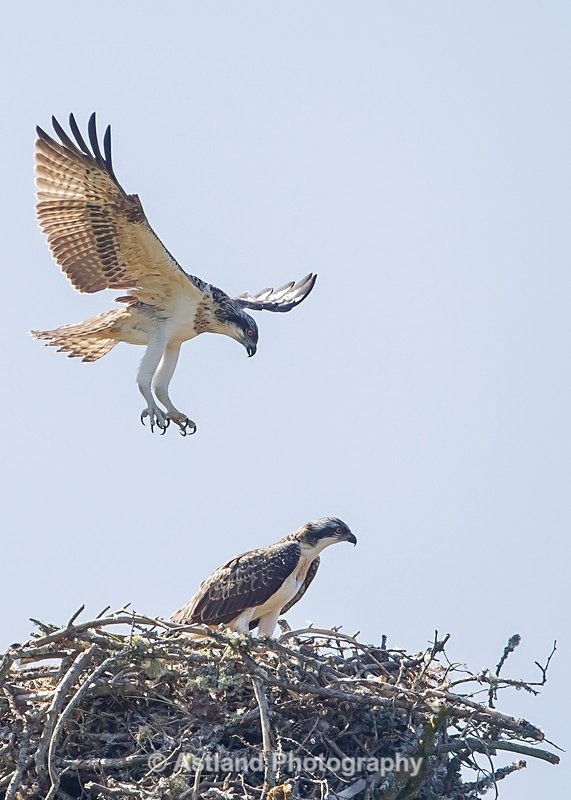 Astland Photography, Bird and Wildlife Images, Susan and Peter Wilson, U.K.