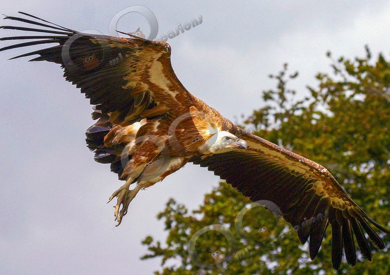 griffon vulture Gyps fulvus-2 - BoP from around the world