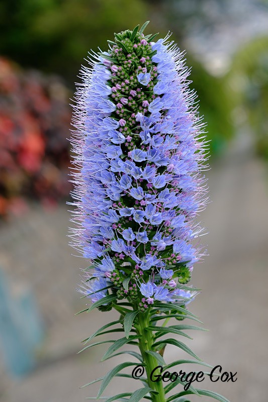 Pride of Madeira Flower - Madeira