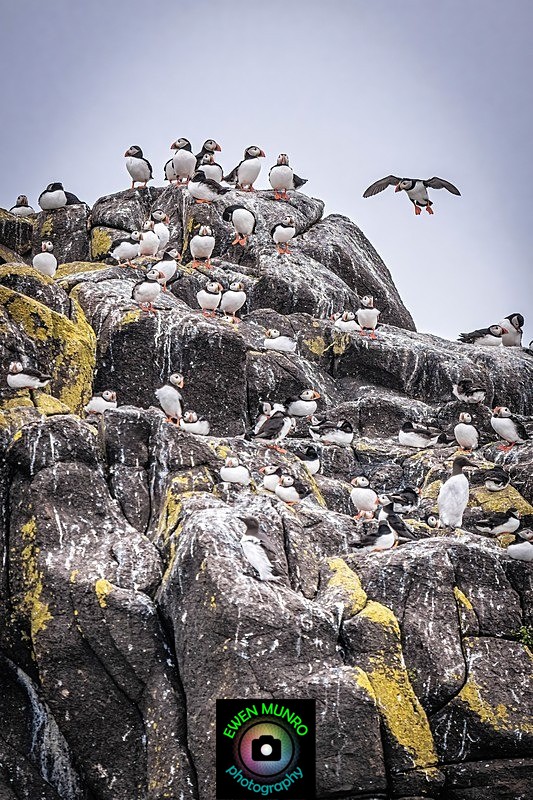 BBW-23-Puffin Colony - Water-based Birds