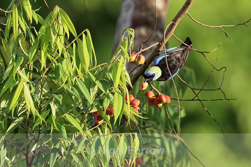 Golden-hooded Tanager with berry, Osa Peninsula, Costa Rica - Golden-hooded Tanager