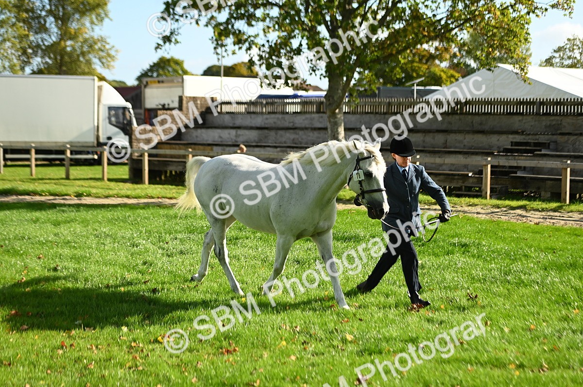 SBM_15909 - S1 - TSR in Hand Horse & Pony Showing
