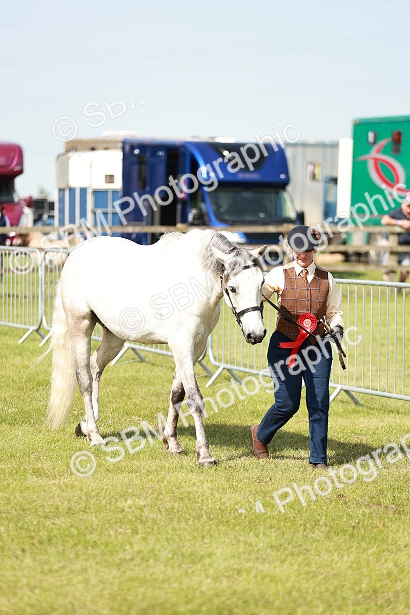 SBM_01698 - Class 14-23 - Mountain & Moorland In Hand Non Welsh