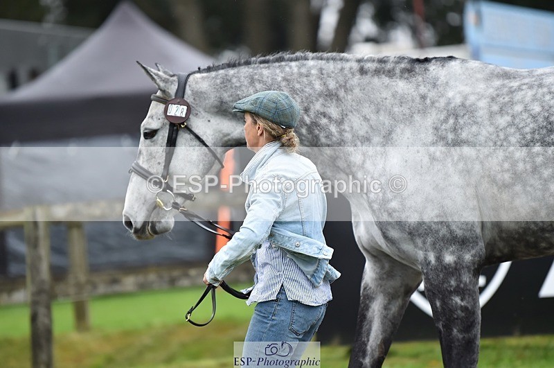 231018-122014-00220 - 028-BOLEYBAWN.COOLEY.LADY-Claire.Fielding-TrotUp