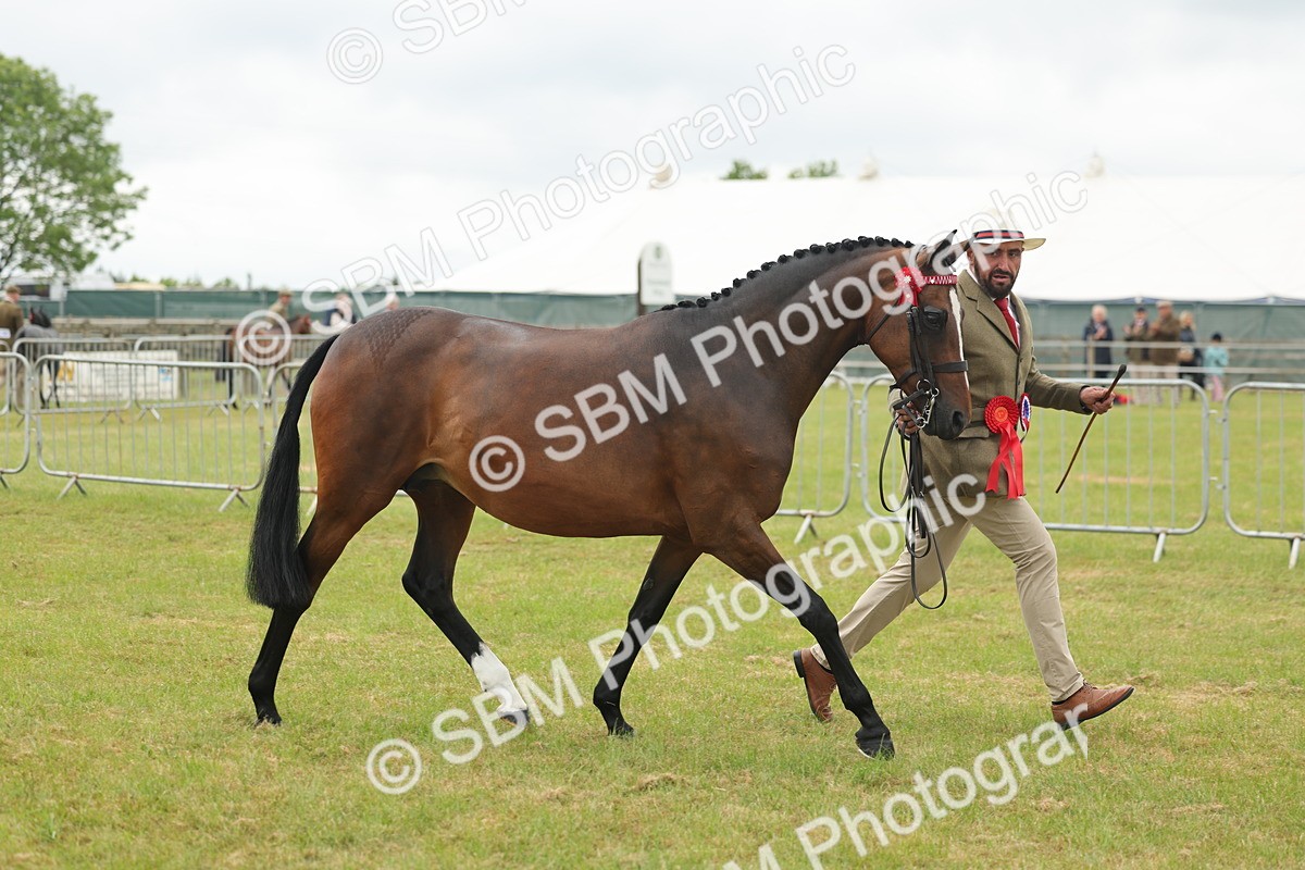 SBM_05602 - Class 68-73 - Riding Pony Breeding