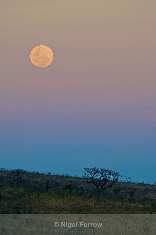 African Moonrise - South Africa