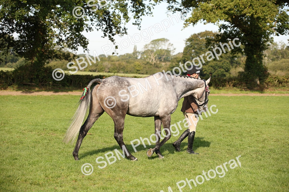 SBM_59361 - S52 - Other Coloured Horse In Hand