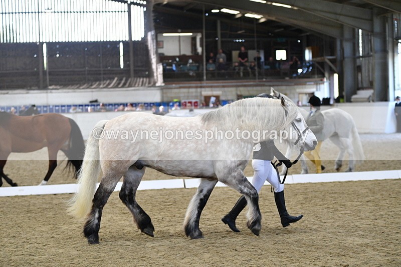 WJ5_4348 - Class 6 In hand M&M - Large Breeds